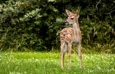 white-tailed deer fawn standing in the grass at a wildlife sanctuary in rome georgia.