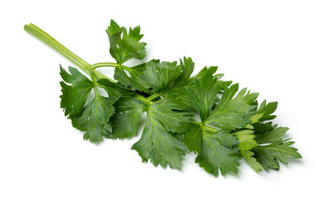 Wall Mural - Twig of fresh green celery leaves isolated on white background