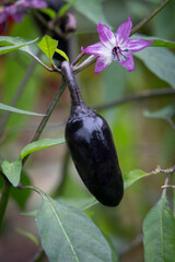 Sticker -  Fresh purple Poblano Pepper and flower close up in the garden