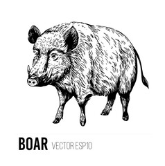 Wall Mural - wild boar sketch. engraving style. vector illustration
