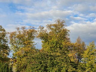 Wall Mural - autumn trees in the forest