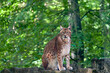 Eurasischer Luchs (Lynx) sitzt auf einem Stein im Wald im Wildpark in Schweinfurt, Franken, Bayern, Deutschland