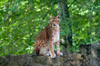 Eurasischer Luchs (Lynx) sitzt auf einem Stein im Wald im Wildpark in Schweinfurt 
