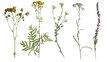 wild flowers on white background. Flat lay, top view.