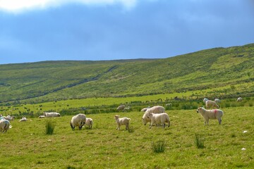 Sticker - Herd of sheep in a green meadow on a sunny day in Ireland