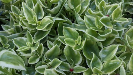 Wall Mural - background of their green flower leaves