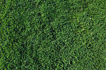 Green plant background. Young alfalfa grows in the spring field. Green background and texture of alfalfa shamrock. Green grass top view.