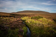 Expansive Irish peat landscape adorned in warm autumn colours.