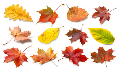 Poster - Isolated autumn leaves. Collection of multicolored fallen autumn leaves isolated on white background. Autumn season concept