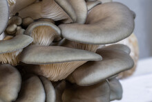 Closeup Of King Blue Oyster Mushrooms