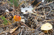 muchomor czerwony , Amanita muscaria , grzyb , las	