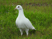 White Dove On Green Grass