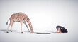 Giraffe sticks head into a hole and comes out of another. Curiosity and creative concept.
