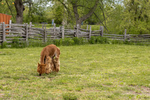 Alpaca, Llama Or Lama Grazing On A Fenced Meadow. Alpaca With Haircut Eating Grass On A Farm