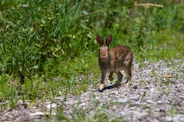 Closeup view of the Eastern cottontail