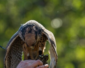 Sticker - Tethered Lanner Falcon hybrid perched on falconry glove against natural bokeh