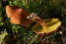 Suillus Cavipes, Or Boletinus Cavipes, With Yellow Pores And Brown Caps, Growing In Moss