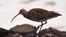 Eurasian Curlew Or Common Curlew (Numenius Arquata) Walking On The Rocks - Slow Motion