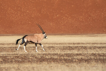 Running oryx in Namib Naukluft national park, Namib, Namibia, Africa