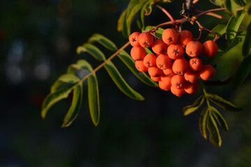 Wall Mural - Rowan branch in the forest