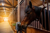 Fototapeta  - Beautiful horse portrait in warm light in stable