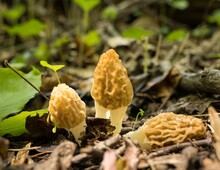 Close Up Of Yellow Morels In The Woods