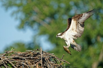 Sticker - Closeup shot of an Osprey bird catching a small fish landing on a nest with blur background