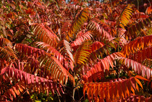 Stand Of Bright Red Sumac Leaves In Autumn With Full Sun In Canada