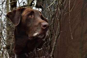 Poster - Portrait of a dark brown Labrador Retriever around tree branches