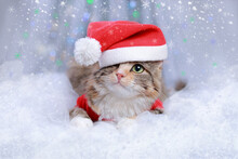 New Year Holiday Background. Cat With Green Eyes In A Santa Claus Hat Lies On A White Background. Christmas Cat. Winter Season. Greeting Cards. Sparkling Lights Or Stars. Happy New Year 2023. Kitten