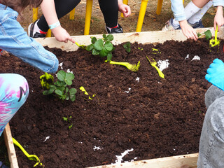 planting plants in open ground from boxes