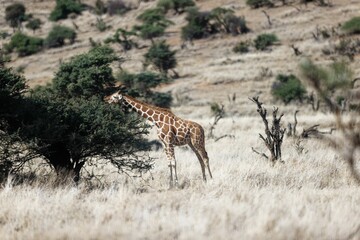 Canvas Print - Field with green trees and giraffe eating leaves in Lewa Wildlife Conservancy, Kenya.