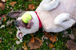 An American Bulldog mixed breed dog lying upside down and holding a ball in its mouth