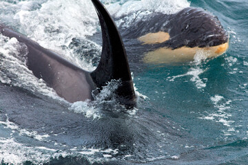 Canvas Print - Wild Orcas