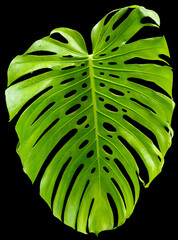 Sticker - Feuille verte géante de philodendron sur fond noir