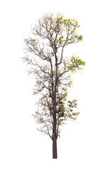 Wall Mural - Isolated single tree greenery