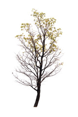 Wall Mural - Single old and dead tree isolated