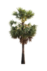 sugar palm trees isolated