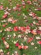 Red maple leaves drop on glass field in the garden. Beauty contrast color of nature.
