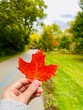 Hand holding autumn maple leaf in front of natural park view. Vibrant color of nature during season changing