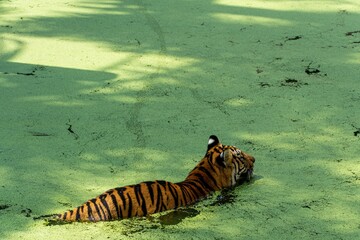 Wall Mural - Bengal tiger swimming in the swamp to cool off