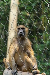 Canvas Print - Monkey sitting inside the screen in the zoo