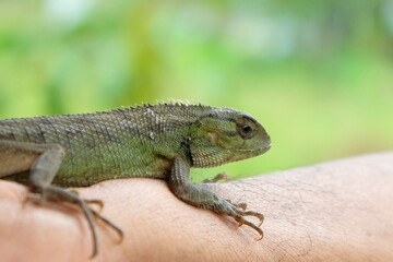 Wall Mural - Lizard or pet chameleon in human hands on blurred background, Pet reptile.
