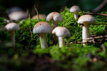 Sticker - Closeup shot of a mushroom on a wet mossy ground