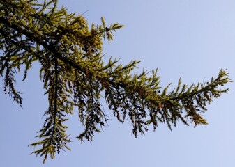 Wall Mural - branch of larch tree with cones on blue sky background