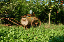 Old Wheelbarrow For Irrigation, Antique Barrel For Farming On An Apple Tree Meadow. Sunny Afternoon In Autumn.