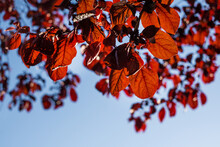 Red Leaves With Copy Space Blue Sky In Autumn Season