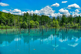 Fototapeta Sawanna - 日本の北海道にある美瑛青い池の美しい風景