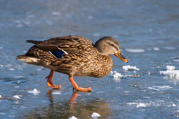 Wall Mural - Stockente (Anas platyrhynchos) Weibchen