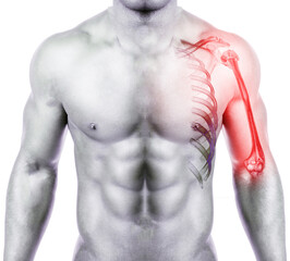 Poster - Fusion image of human and CT san humerus 3D rendering .